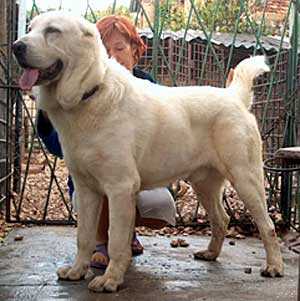 BERENDEY NEDVED SEVERNIY