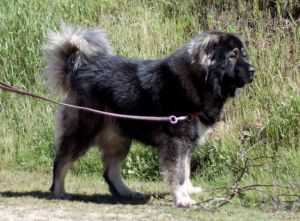 Bolshoy Ivan Charan Gordolan