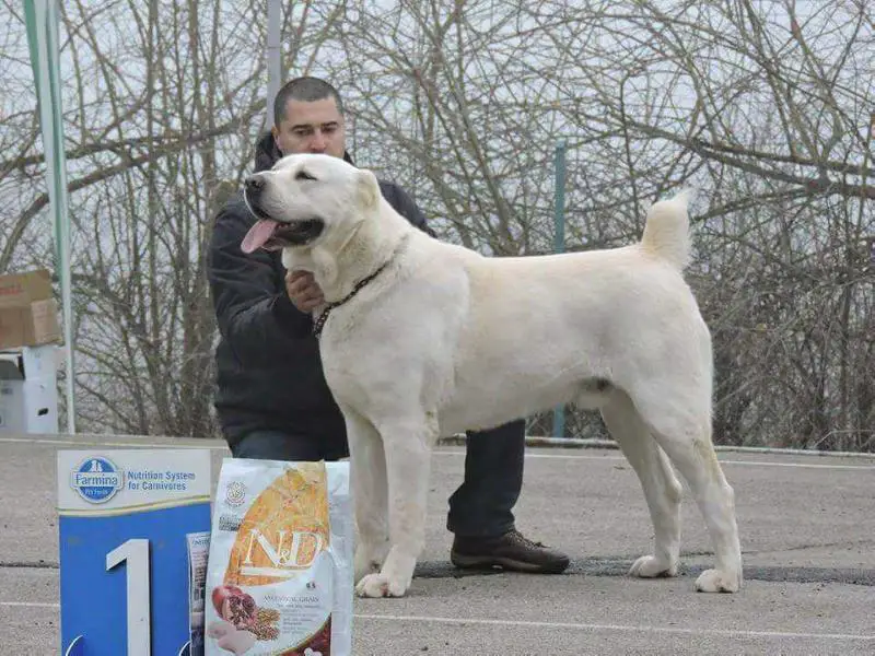 Alabai Kragujevac Cezar