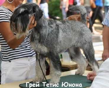 Grey Tetis Junona