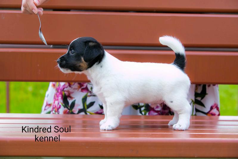 Kindred Soul Premier League Player