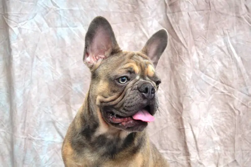Happy Creatures Vitabull Loki