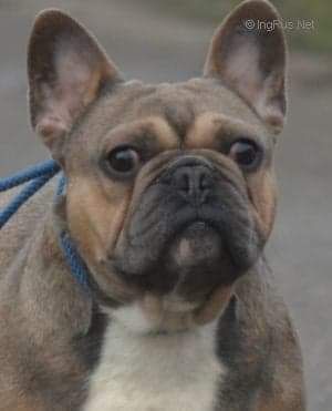 Gery Bulls Boris Met