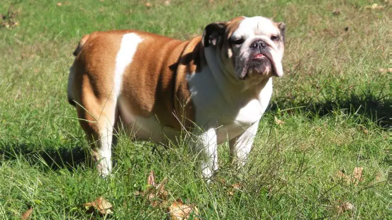 Boston Bullies Londyn