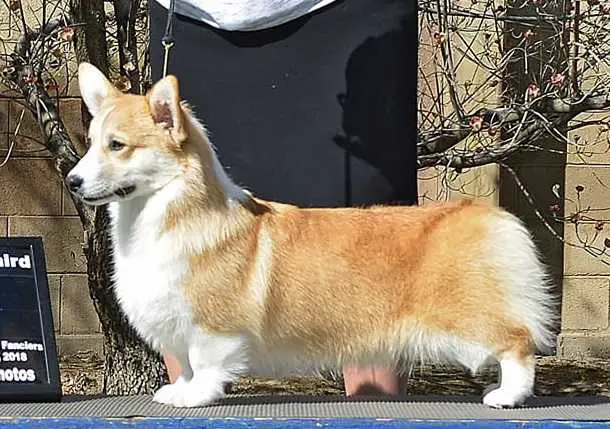 Wind dial deals corgis