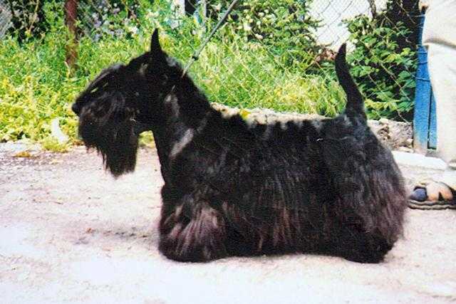 Scottish Tauer Yakubovich