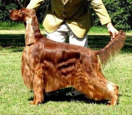Meadowlark's Last Passions Hunter