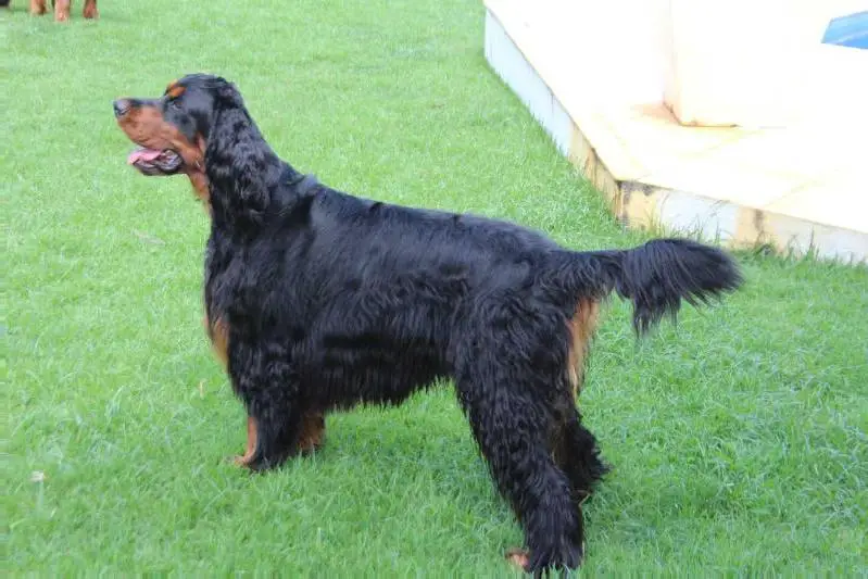 Bagheera Pássaro da Noite