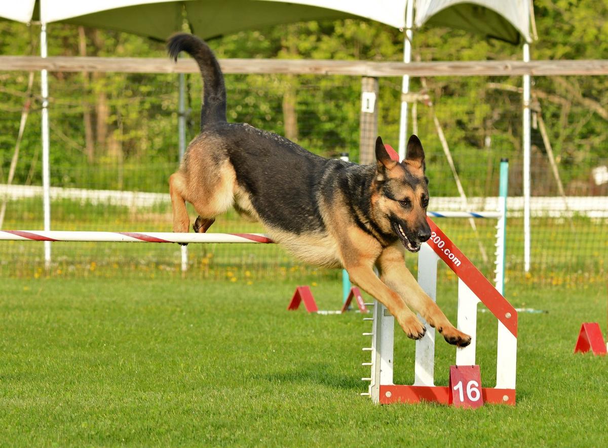 Iagan vom Quasliner Moor