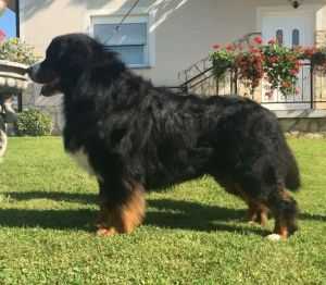 Elenberner Bomond