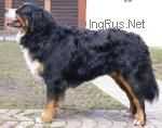 Teodor Sennenhund Rossii