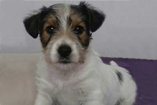FRODO Qualarumpur