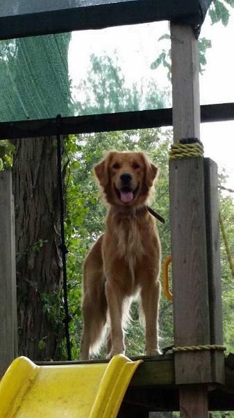 Sir Drake Shelby