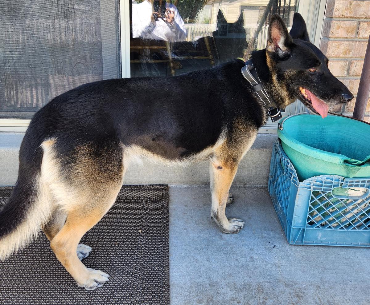 Imperial Konig Sehr Staubiger Hund