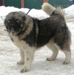 Polyn Iz Stolitsy Sibiri (RUS)