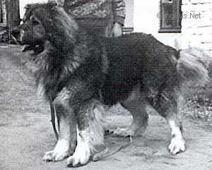 Osman
