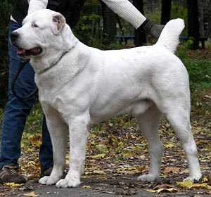 Ak Bay Troyan Plus