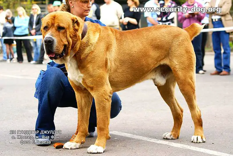 Yan Gundogar