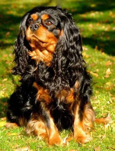 Crumley's Sir Remington Of Clermont