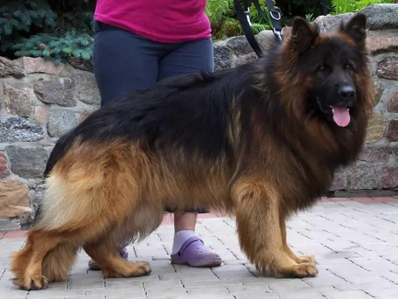 German sales shepherd database