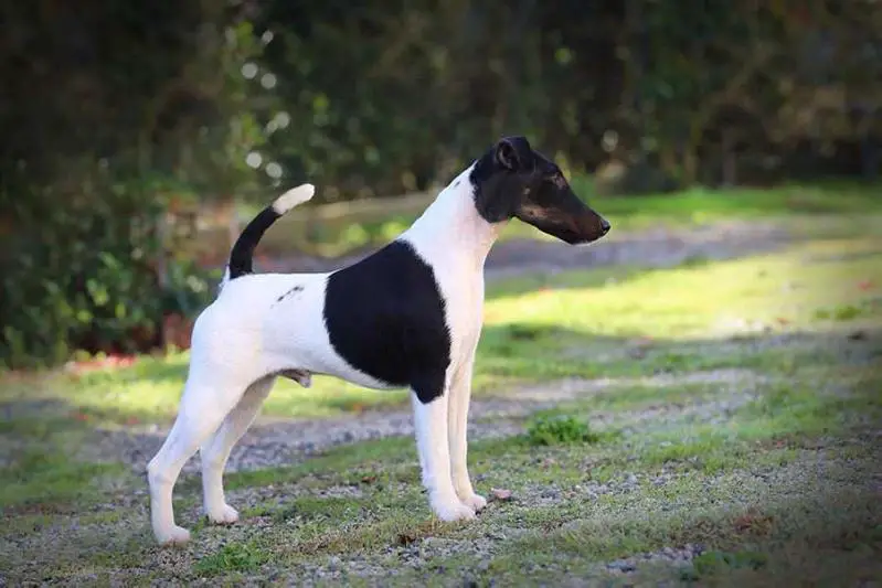 Pepino v.d. Schönen Bergen