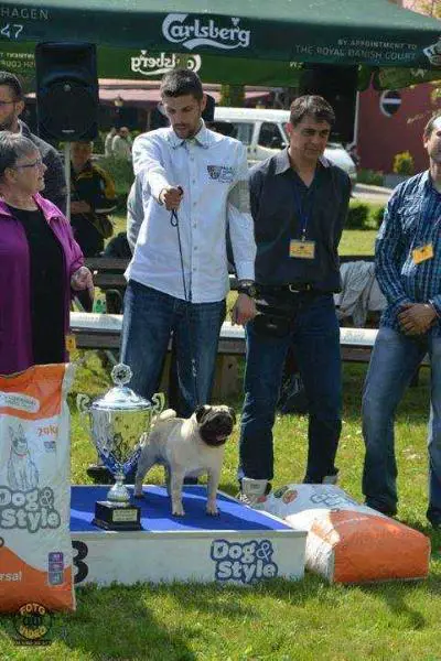 Mazel Tov Grof Legend Of Golden Pug