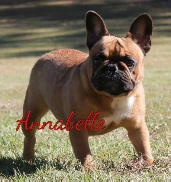 Amazing Annabelle De La Freya Rouges