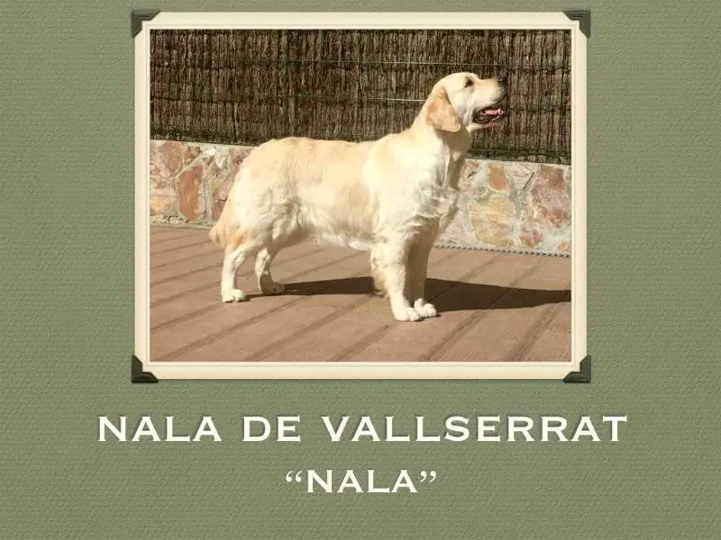 Nala de Vallserrat