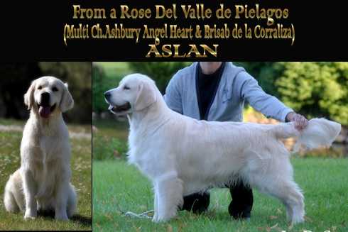 From A Rose De Valle De Pielagos