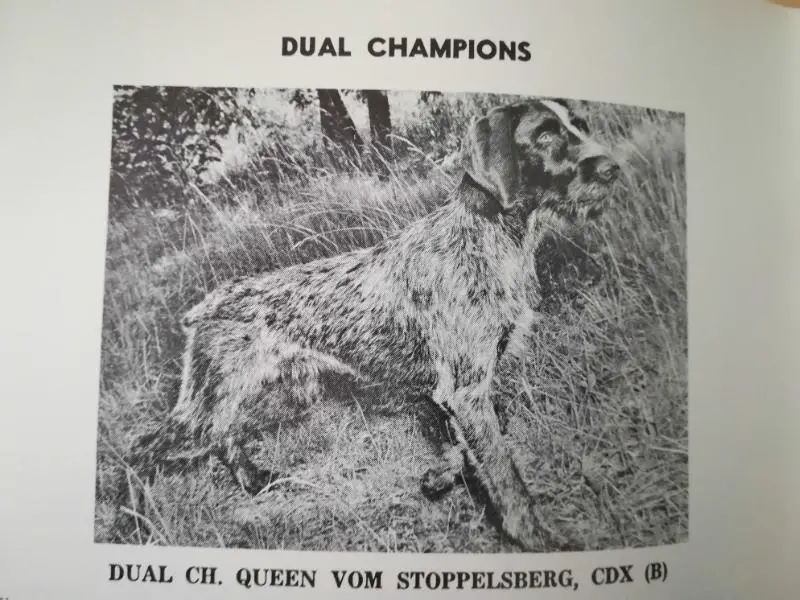 QUEEN VOM STOPPELSBERG
