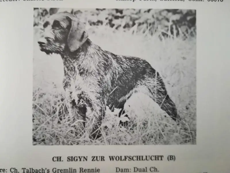 SIGYN ZUR WOLFSCHLUCHT