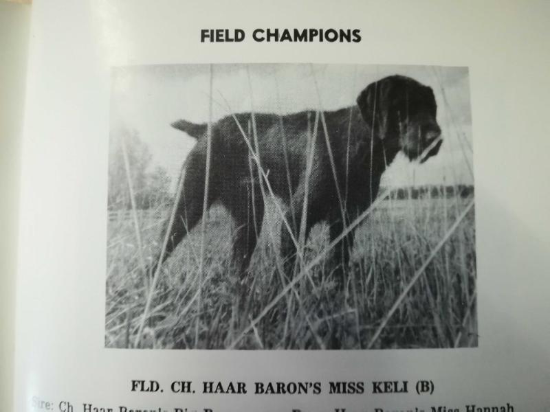 HAAR BARON'S MISS KELI  (B)