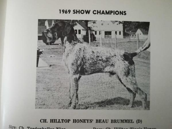 HILLTOP HONEY'S BEAU BRUMMEL   (D)