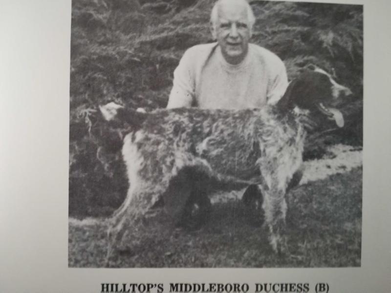 HILLTOP MIDDLEBORO DUCHESS