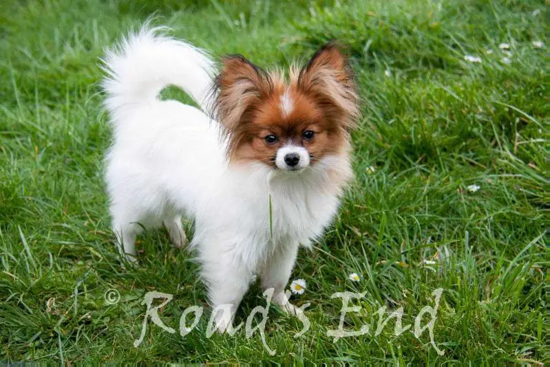 Road's End Croissant Amande