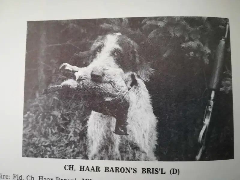HAAR BARON'S BRIS'L