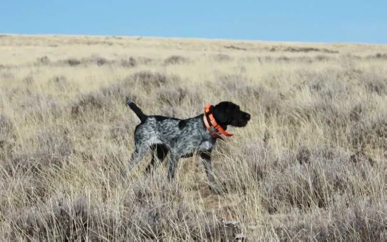 BONE POINT'S GABBY