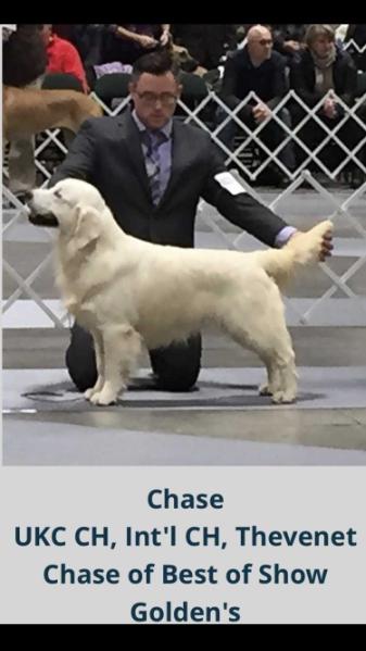 Thevenet Chase Of Best Of Show Goldens