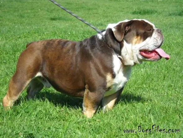 Buster Boris Jimenez