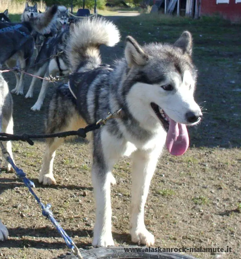 Alaskan Rock Aries