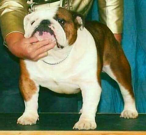 Fairytale's Rock Legend Elvis
