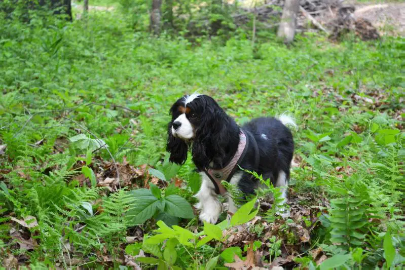 BRIARWOOD FOREST FAIRY ABIGAIL