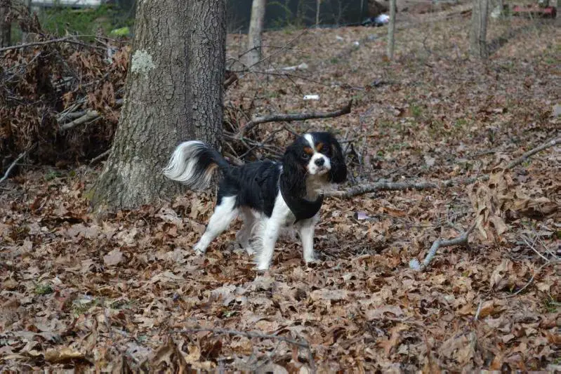 BRIARWOOD FOREST IMP ABNER