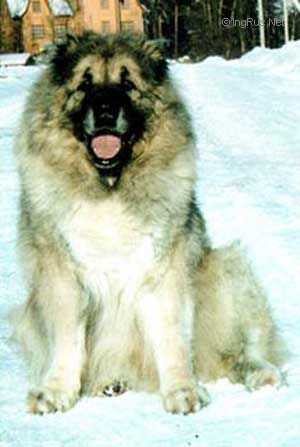 HABIBA (KIRKITSKAYA)