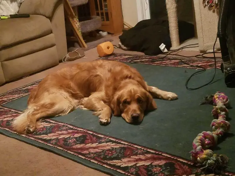 Sir Bailey Bear of Barkalot