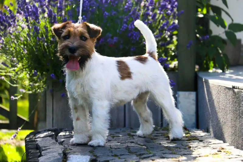 AVEROYA Depeche Canis