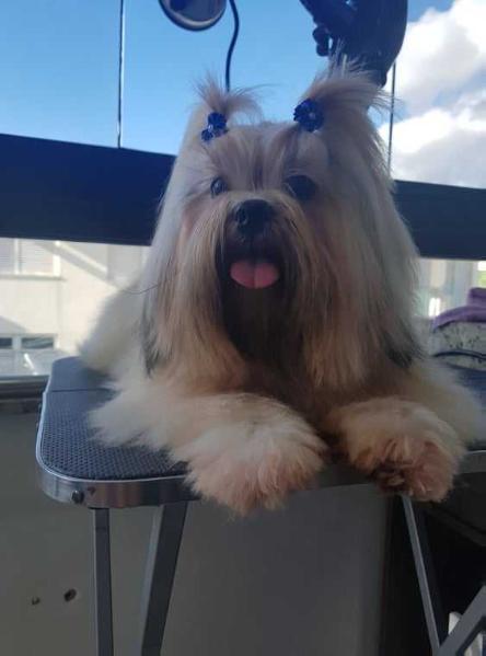RMoretto Cane Shining Star