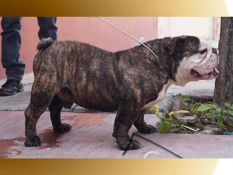BLACK BEAR (FARFAN) MEX. FCI.