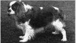 Bengie of Blagreaves