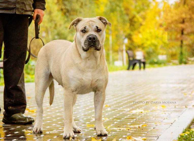 Ideal Dogs GIV Hloya